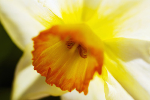 White Daffodil, Selective Focus On Flower Center. PosterPrint - Item # VARDPI1976399
