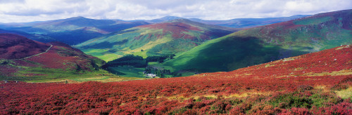 Wicklow Way, Co Wicklow, Ireland; Long Distance Walking Trail Near Luggala PosterPrint - Item # VARDPI1804680