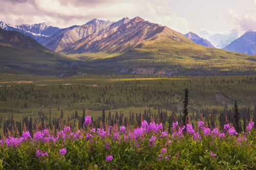 View Of The Chugach Mountains With Fireweed In The Foreground Along The Glenn Highway, Southcentral Alaska, Summer, Hdr PosterPrint - Item # VARDPI2169266