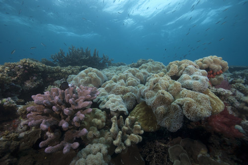 Healthy corals cover a reef in Beqa Lagoon, Fiji Poster Print - Item # VARPSTTMO400491U