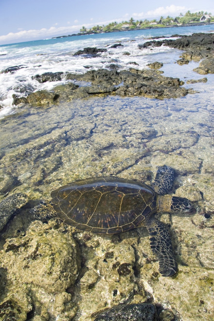 USA, Green Sea Turtle (Chelonia Mydas) Endangered Species; Hawaii Islands PosterPrint - Item # VARDPI1974079