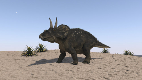 Triceratops walking across a barren landscape Poster Print - Item # VARPSTKVA600493P