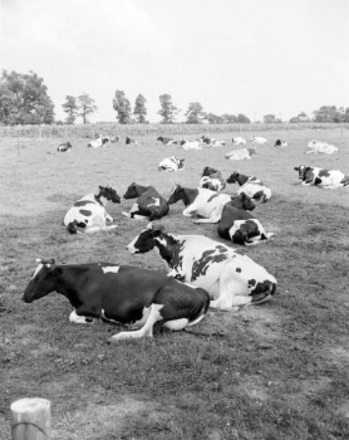 Cows relaxing on pasture Poster Print - Item # VARSAL255422907