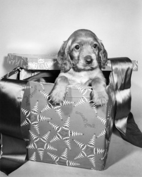 Close-up of a puppy in a Christmas present Poster Print - Item # VARSAL25526690