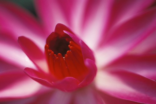 Pink Water Lily, Close-Up Detail PosterPrint - Item # VARDPI1990080