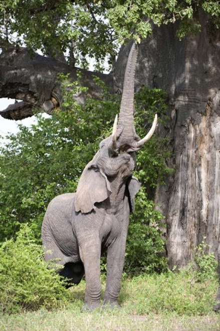 African elephant (Loxodonta africana) reaching for baobab (Adansonia digitata) tree leaves  Tarangire National Park  Tanzania Poster Print by Panoramic Images (16 x 24) - Item # PPI119408