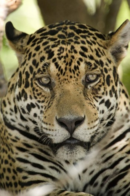 Close-up of a Jaguar (Panthera onca)  Three Brothers River  Meeting of the Waters State Park  Pantanal Wetlands  Brazil Poster Print by Panoramic Images (16 x 24) - Item # PPI125279 Close-up of a Jaguar (Panthera onca)  Three Brothers River  Meeting of the Waters State Park  Pantanal Wetlands  Brazil Poster Print by Panoramic Images (16 x 24) - Item # PPI125279