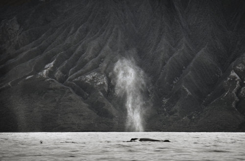 Hawaii, Maui, The Spout Of A Humpback Whale. PosterPrint - Item # VARDPI1976011
