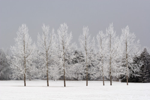 Winter, Calgary, Alberta, Canada PosterPrint - Item # VARDPI1866480