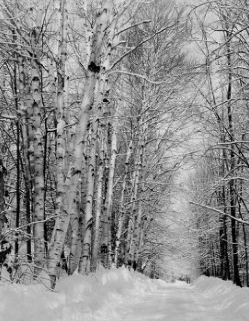 USA  New Hampshire  Whitefield  birches and road in forest Poster Print - Item # VARSAL255421577