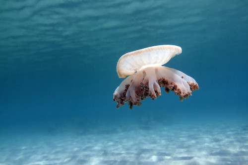 Upside down jellyfish in Caribbean Sea Poster Print