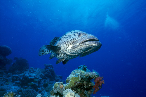 Australia, Great Barrier Reef, Potato Cod B1946 PosterPrint - Item # VARDPI1998409