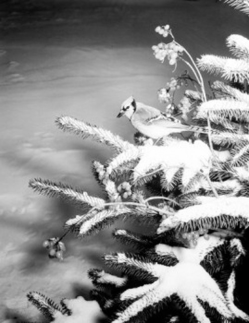 Bird perching on pine tree branch covered by snow Poster Print