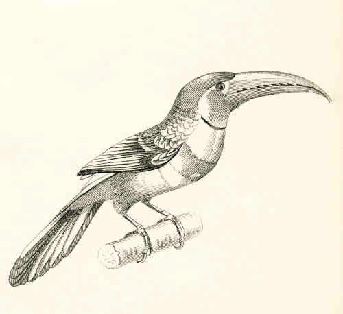 The aracari or ara PosterPrint - Item # VARDPI2430429