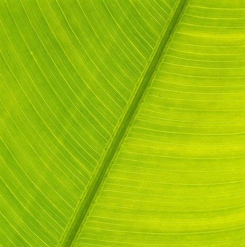 Hawaii, Close-Up Detail Of Torch Giner Leaf, Soft Green Color, Background C1657 PosterPrint
