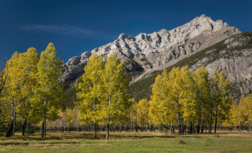 Aspen trees in autumn, Cascade Mountain, Banff National Park, Alberta, Canada Poster Print - Item # VARPPI166911