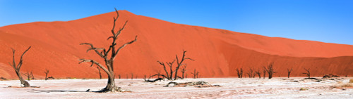 Namib Desert  Namibia  Africa Poster Print (42 x 11) - Item # DPI1831566