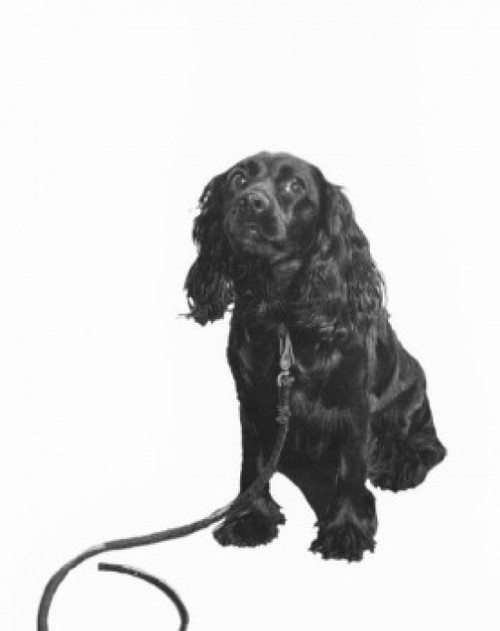 Portrait of black spaniel Poster Print - Item # VARSAL255423765