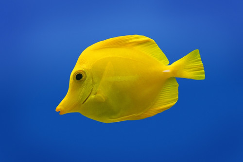 Yellow Fish PosterPrint - Item # VARDPI1773768