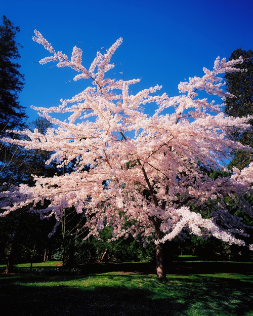 Powerscourt Gardens, Powerscourt Estate, Co Wicklow, Ireland, Tree In Blossom PosterPrint - Item # VARDPI1802806