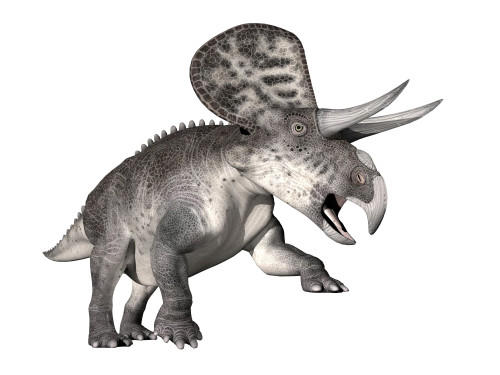 Zuniceratops dinosaur, white background Poster Print - Item # VARPSTEDV600079P