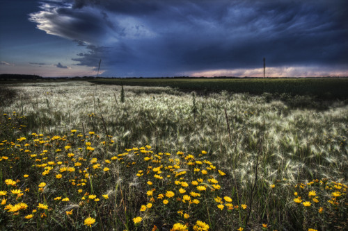 Foxtails And Wildflowers On The Edge Of A Wheatfield Under Storm Clouds North Of Edmonton, Alberta. PosterPrint - Item # VARDPI2035157