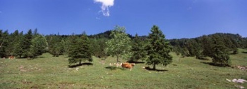 http://c328301.r1.cf1.rackcdn.com/PPI128647S.jpg
