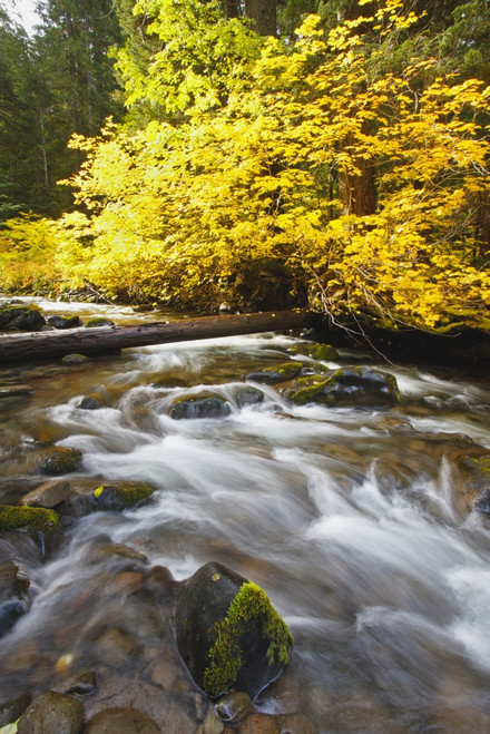 Autumn Colours Along Santiam River In Willamette National Forest; Oregon, United States of America PosterPrint - Item # VARDPI2069320