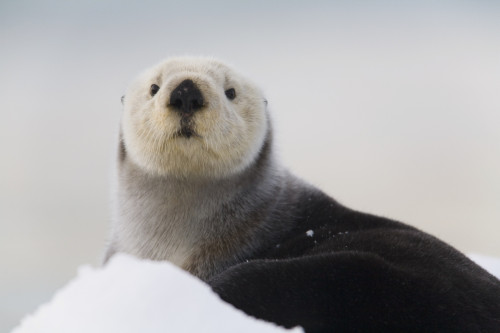 Close Up View Of A Sea Otter Hauled Out On Snow, Prince William Sound, Alaska, Southcentral, Winter PosterPrint - Item # VARDPI2093270