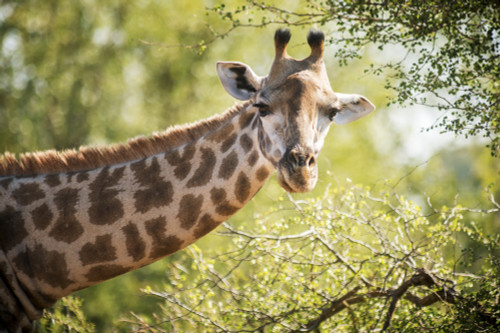 Giraffe (Giraffa camelopardalis), Kruger National Park; South Africa PosterPrint - Item # VARDPI12281722