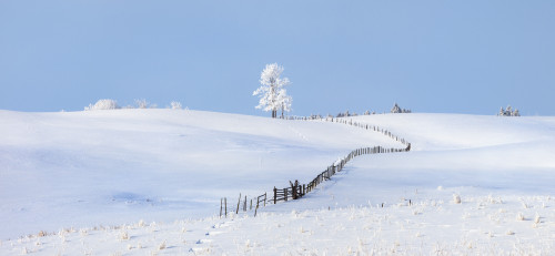 Parkland County, Alberta, Canada; A Tree And Fence In A Snow Covered Field In Winter PosterPrint - Item # VARDPI1876448