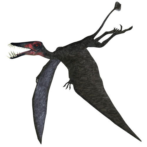 Dorygnathus, a genus of pterosaur that lived in Europe and Germany during the Jurassic Period Poster Print - Item # VARPSTCFR200187P