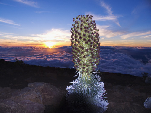 Hawaii, Maui, Haleakala, Silversword (Argyroxiphium Sandwicense) Sunset And Clouds In Background PosterPrint - Item # VARDPI1990702