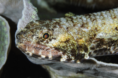 Lizardfish, Indonesia Poster Print - Item # VARPSTTSW400152U