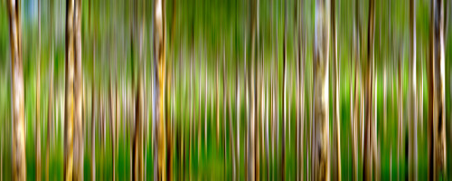 Scenic view of trees in a forest, Boranup Karri Forest, Western Australia, Australia Poster Print - Item # VARPPI169352