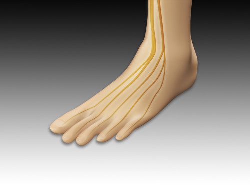 Conceptual image of human foot with nervous system Poster Print - Item # VARPSTSTK700570H
