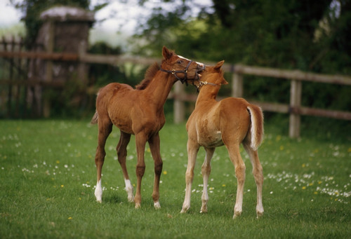 Thoroughbred Foal, Ireland PosterPrint - Item # VARDPI1812563