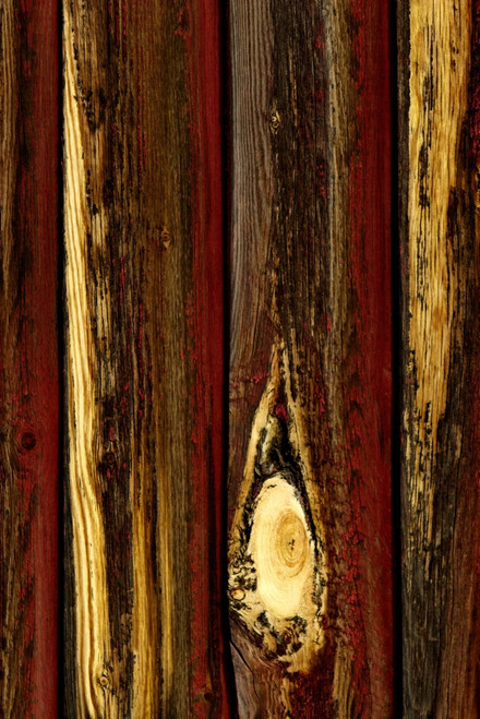 Tree Bark PosterPrint - Item # VARDPI1783594