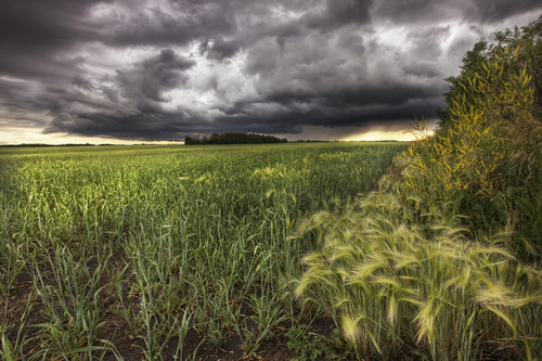 Thunder Clouds Over Field Of Wheat North Of Edmonton, Alberta PosterPrint - Item # VARDPI2032636