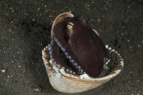 Coconut Octopus in shell, Lembeh Strait, Bitung, North Sulawesi, Indonesia Poster Print - Item # VARPSTMME400027U