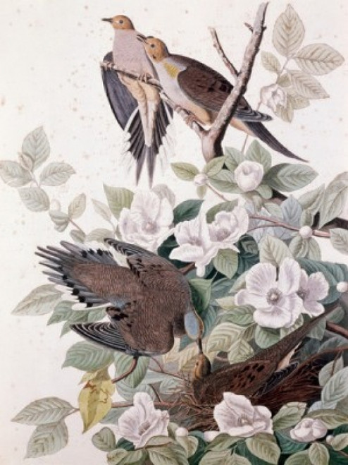 Carolina Pigeon or Turtle Dove by John James Audubon  Poster Print - Item # VARSAL900129455