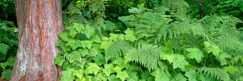Cedar tree trunk and ferns in a forest, Kaslo, British Columbia, Canada Poster Print - Item # VARPPI166962