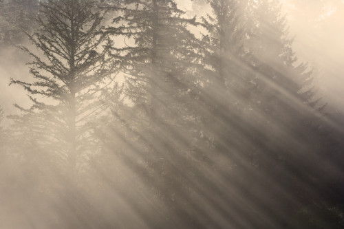 Morning Rays Shine Through The Mist And Spruce And Hemlock Trees Tongass National Forest Southeast Alaska Autumn PosterPrint - Item # VARDPI2160255