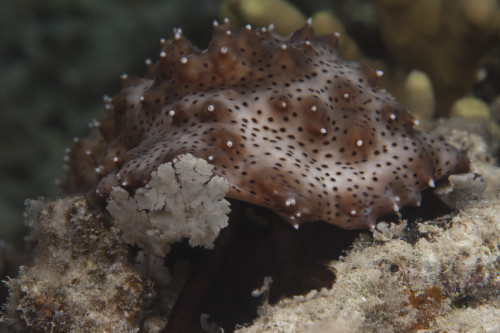 Sea cucumber feeding on algae, Beqa Lagoon, Fiji Poster Print - Item # VARPSTTMO400572U