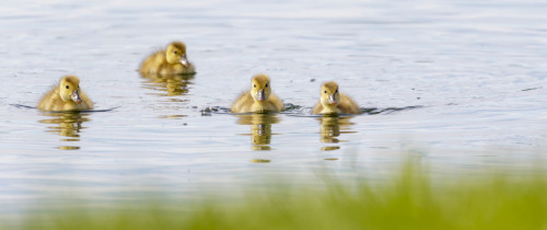 Inquisitive ducklings; Baie-du-Febvre, Quebec, Canada PosterPrint - Item # VARDPI12305423