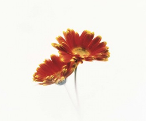Two flowers head against white background Poster Print by Panoramic Images (16 x 14) - Item # PPI136223