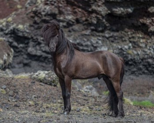 Icelandic Black Stallion  Iceland Poster Print by Panoramic Images (15 x 12) - Item # PPI158734