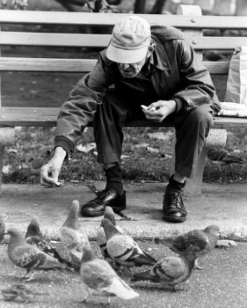 Senior man feeding pigeons in park Poster Print - Item # VARSAL25549040 Senior man feeding pigeons in park Poster Print - Item # VARSAL25549040