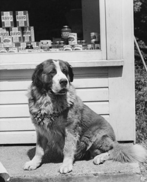 St. Bernard sitting outdoors Poster Print - Item # VARSAL25535925
