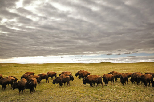 Bison Grazing, Saskatchewan, Canada PosterPrint - Item # VARDPI2062520